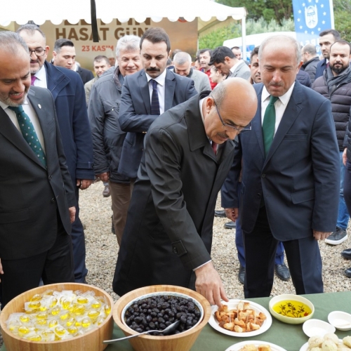 Orhangazi‘de Zeytin Mucizesi 45. kez Hasatla Buluştu